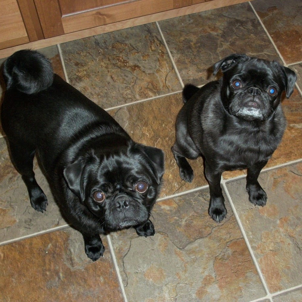 Meet your Posher, Jodi